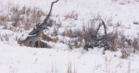 Fox Catches a Prey 스톡 동영상 239975938