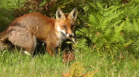 Fox catching lizard and eating it Stock Footage 41714959