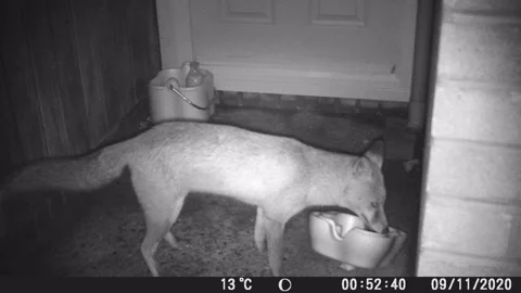 Fox caught as door step milk thief Stock Footage 142841982