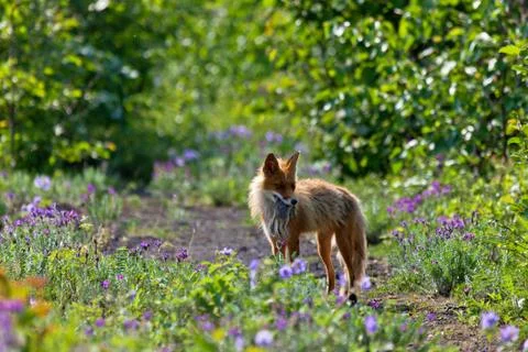 The fox caught a gopher Stock Photos