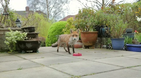Fox cautiously eats food in dish at house Video stock 37345971