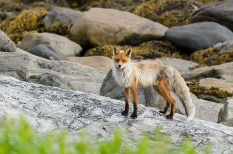 Fox change fur spring time Stock Photos