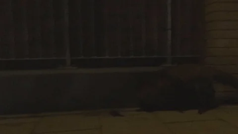 Fox chases rat, rat is not impressed and scares off fox Stock Footage 91233447