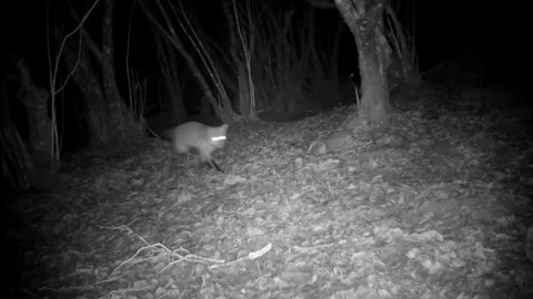 Fox Chasing Mouse in Natural Habitat | Wildlife Predator Hunting Short Clip Stock Footage 328239724