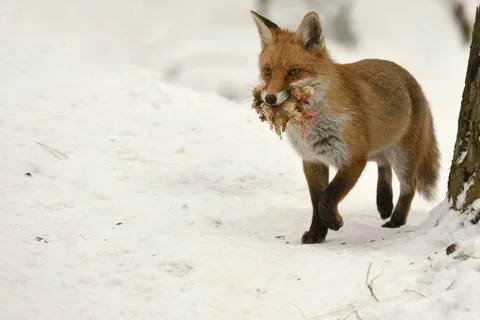 Fox with chick Stock Photos