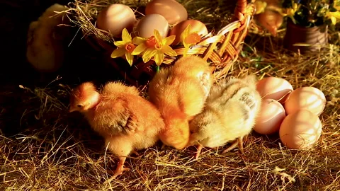 Fox chickens, master gray chickens and bare-necked chickens graze in the hay Stock Footage 150107371