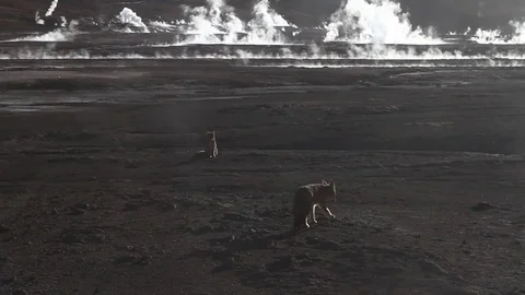 Fox with Chilean geysers Stock Footage 77045366