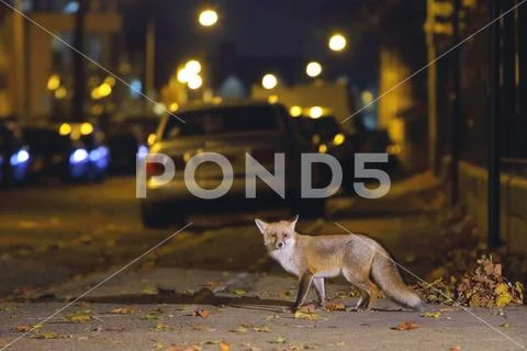Fox in the city centre Stock Photos