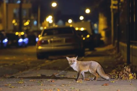 Fox in the city centre Stock Photos