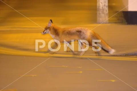 Fox in the city centre Stock Photos