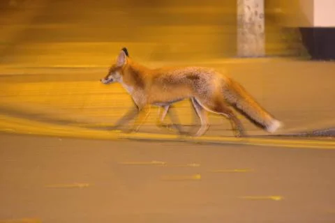 Fox in the city centre Stock Photos