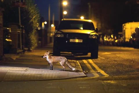 Fox in the city centre Foto stock