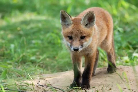 Fox in a clearing Stock Photos