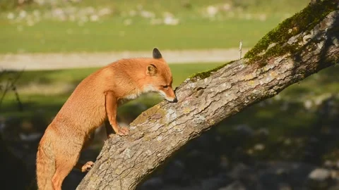Fox climbing a tree 库存影片 135447263