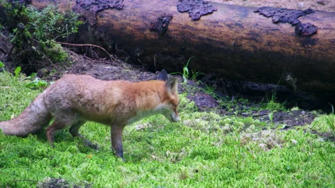 Fox close-up in the forest The fox eats the mouse and runs away. Stock Footage 233593418