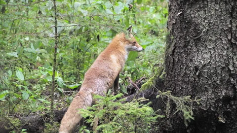Fox close-up in the forest. The fox looks around and walks away. European nature Stock Footage 253022917