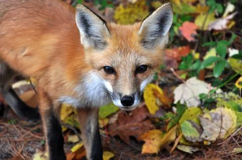 Fox close-up Stock Photos