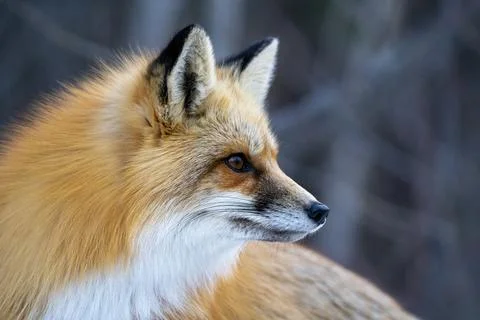 Fox Close Up Stock Photos