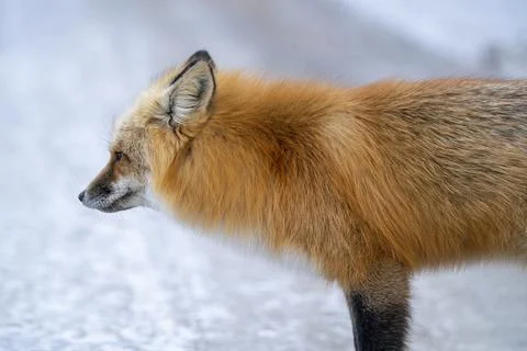 Fox Close Up Stock Photos