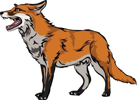 Fox, color. vector image of a fox Illustration