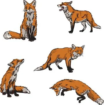 Fox, color. vector image of a fox Stock Illustration