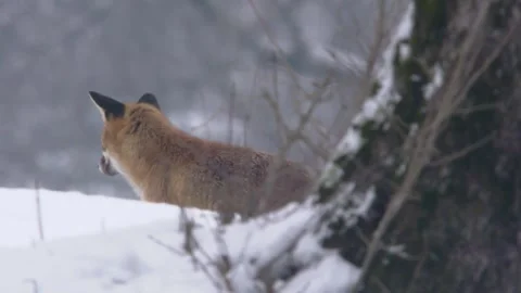 Fox comes out from behind tree Stock Footage 296626590