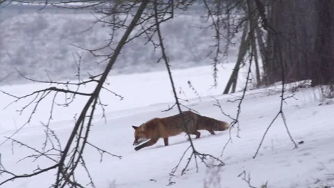 Fox comes out from behind tree Stock Footage 296626666