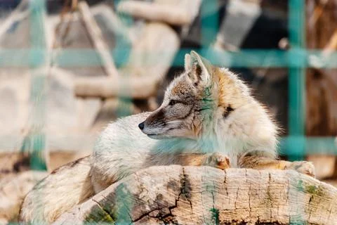 Fox corsac lying on a log behind a green lattice in zoo Stock Photos