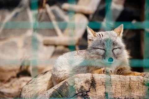 Fox corsac lying on a log behind a green lattice in zoo Stock Photos