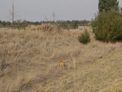 FOX CROSSING ROAD Stock Footage 100414012