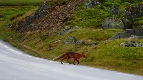Fox crossing a road in Norway during daylight on a rural highway surrounded.. Stock Footage 340202587