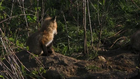 Fox Cub being playful Video stock 155854599