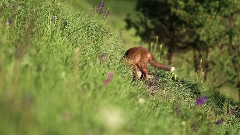Fox cub Video stock 76667857