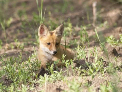 Fox cub on a forest trail, looking to the side. Stock Photos