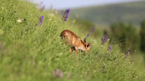 Fox cub in the grass Stock Footage 76667853
