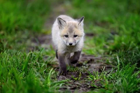 Fox cub in grass Stock-Fotos