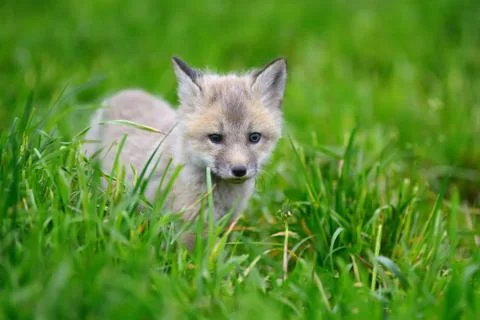Fox cub in grass Stock Photos