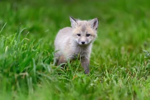 Fox cub in grass 写真素材