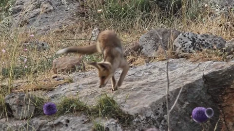 A fox cub jumps from side to side as he tries to get rid of flea bites Stock Footage 142644094