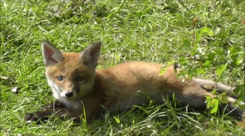 Fox cub laying in sun Stock Footage 67358417