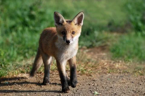 Fox cub looking at an interesting look Stock Photos