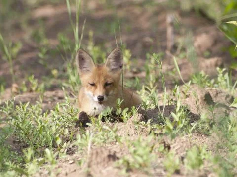 Fox cub lying on the forest trail. Stock-Fotos