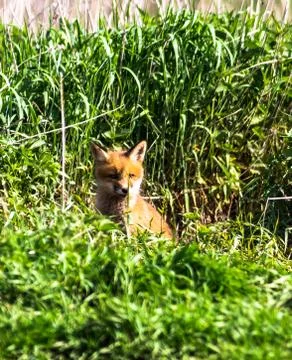 Fox-cub Stock Photos