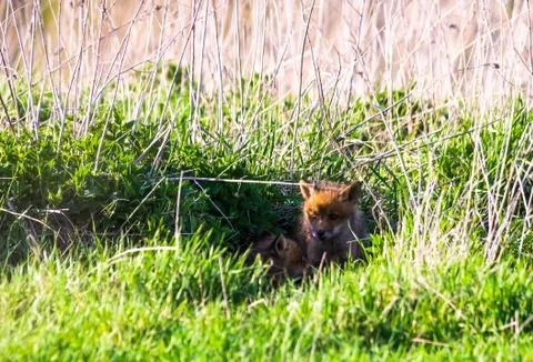 Fox-cub Stock Photos