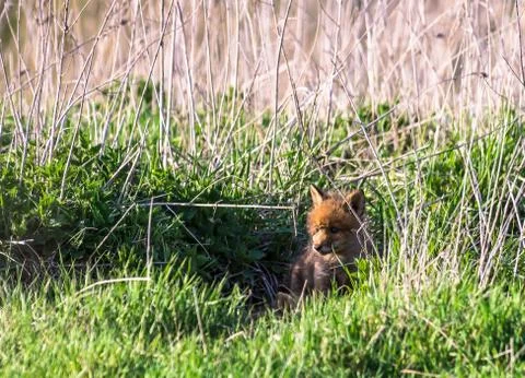 Fox-cub Stock Photos