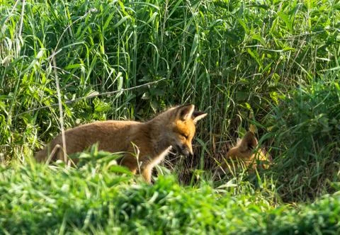 Fox cub Stock Photos
