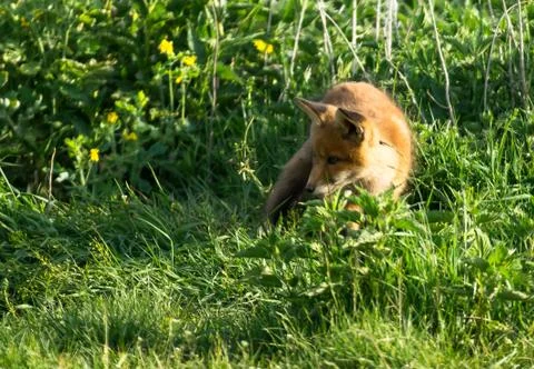 Fox cub Stock Photos