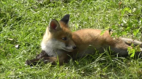 Fox cub relaxing in a meadow. Stock Footage 67629039