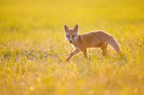 Fox cub on summer sunset Stock Photos