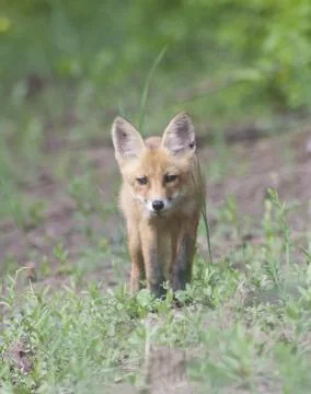 Fox cub walking on a forest path. Foto stock